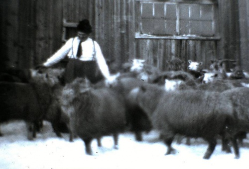 Mendoza Alain et ses moutons 